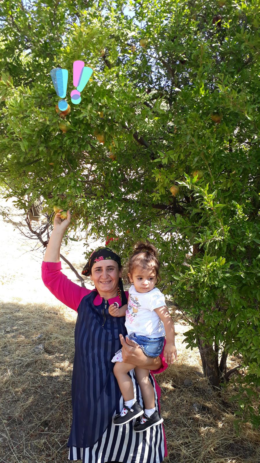 Yüksel Güran and the pomegranate tree